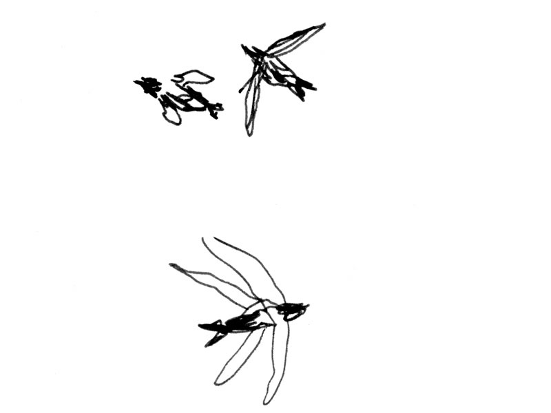 - Girofigaitalia- page 80