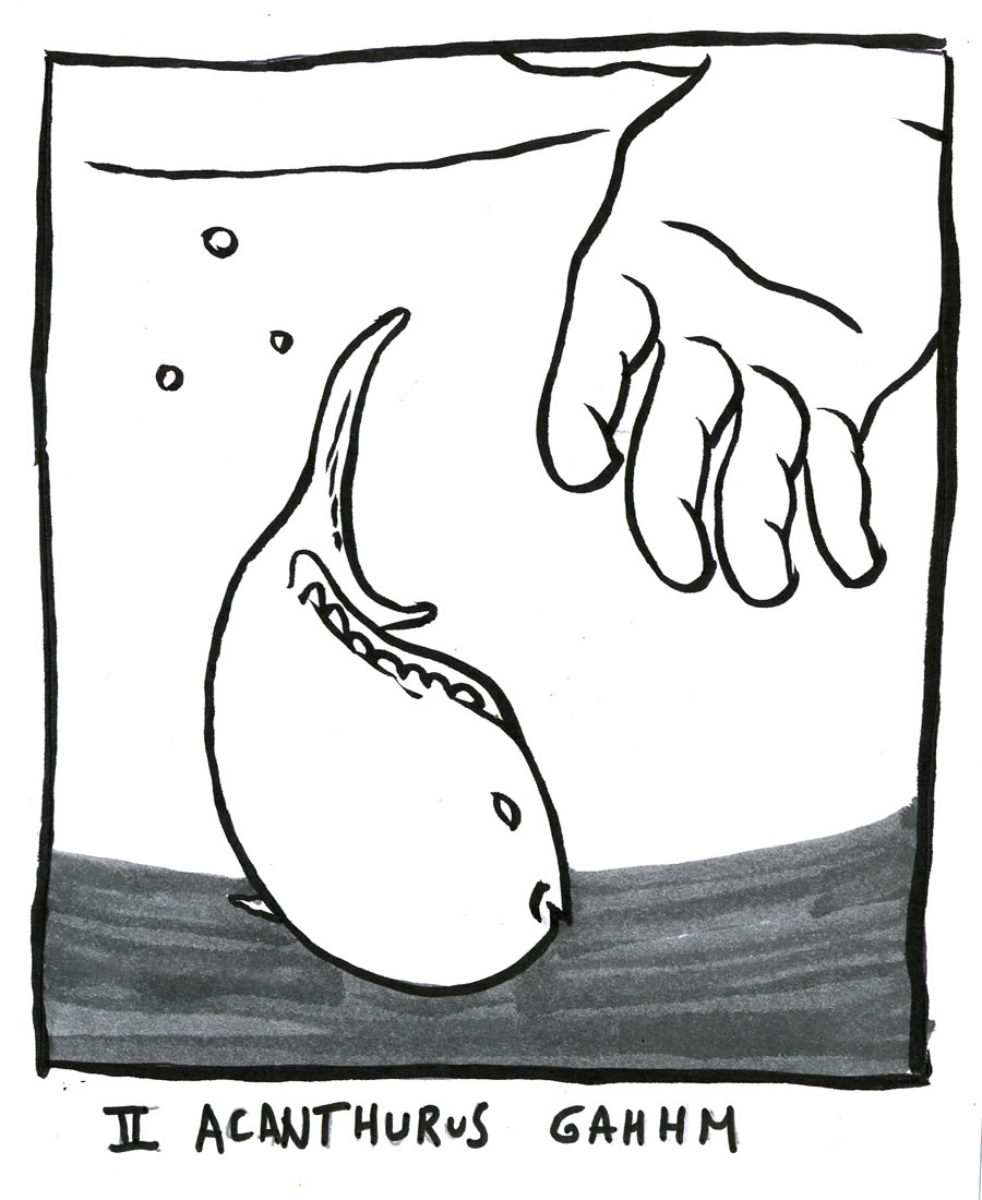 - Le poisson chirurgien- page 9