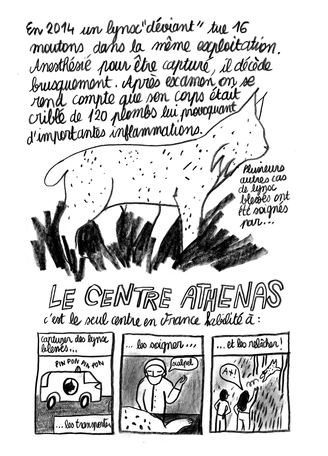 - Lynx en danger- page 10