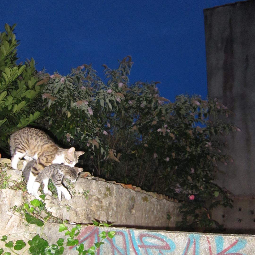 - Chiméra Forme Finale- page 72