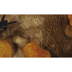 logo Thierry Van Hasselt