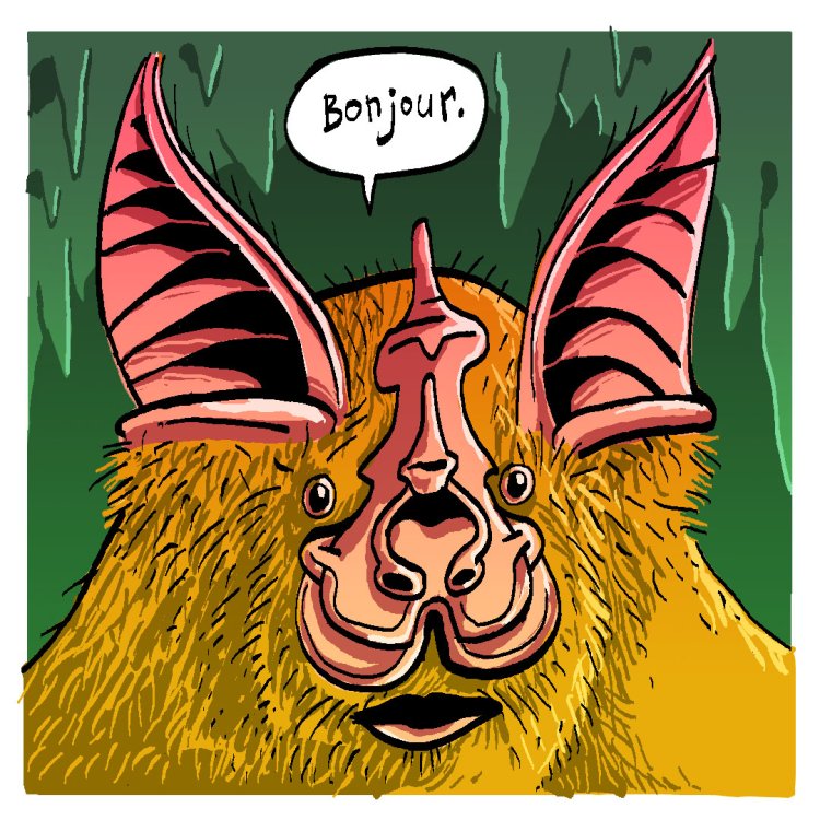 - Tom Cochien - Rhinolophe Storypage 2