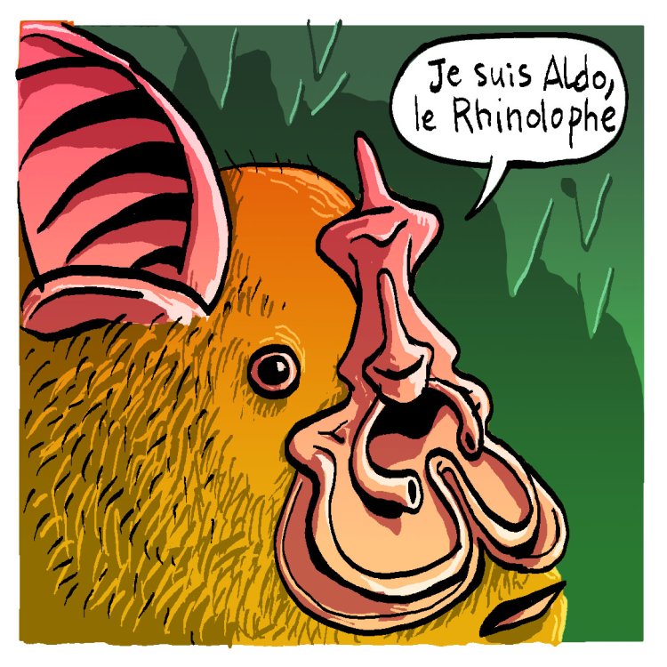 - Tom Cochien - Rhinolophe Storypage 3