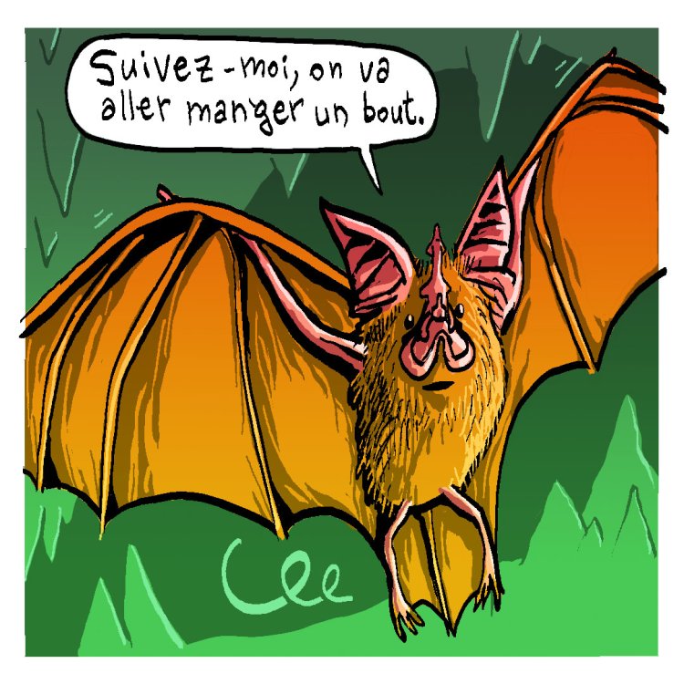 - Tom Cochien - Rhinolophe Storypage 4