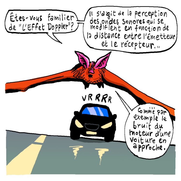 - Tom Cochien - Rhinolophe Storypage 11