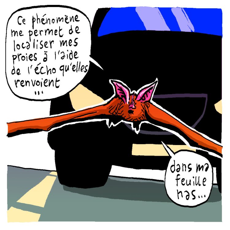 - Tom Cochien - Rhinolophe Storypage 12