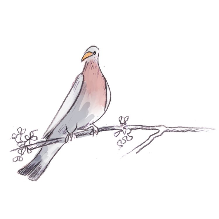  GWN - Drame pigeonnant. page 1