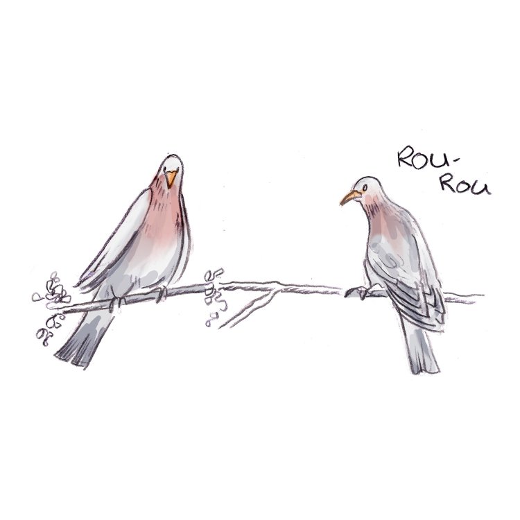  GWN - Drame pigeonnant. page 2